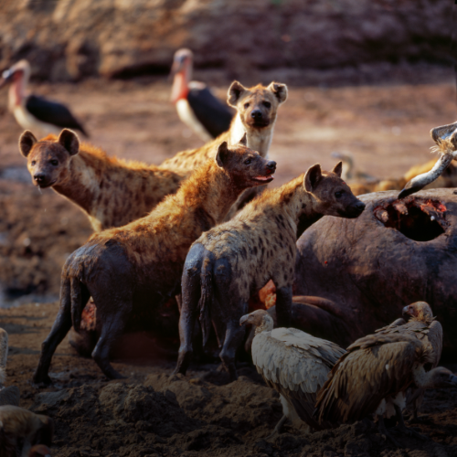 6 DAYS TANZANIA SAFARI