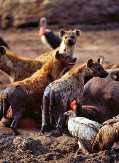 6 Days Tanzania SafaRI