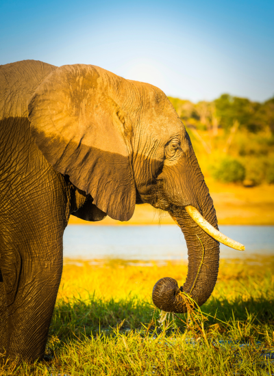 7 Days Tanzania Safari