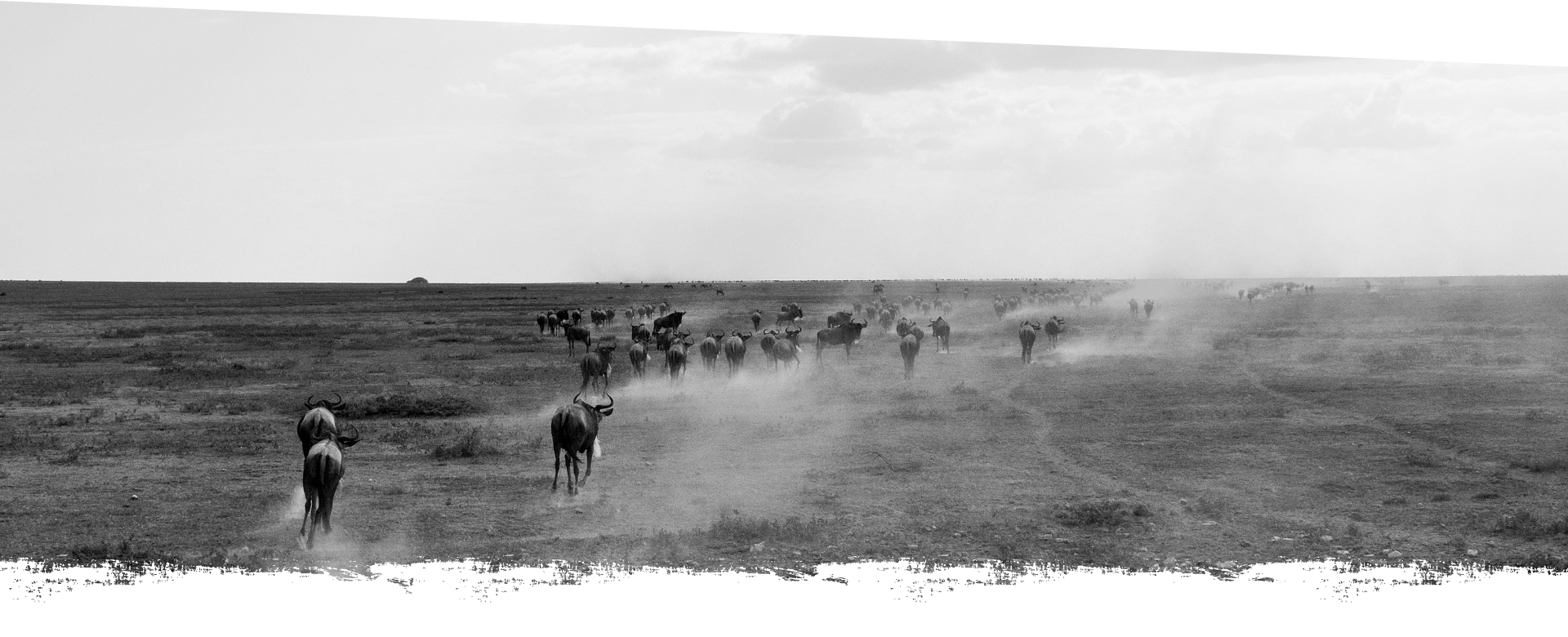 IKOLA SAFARIS