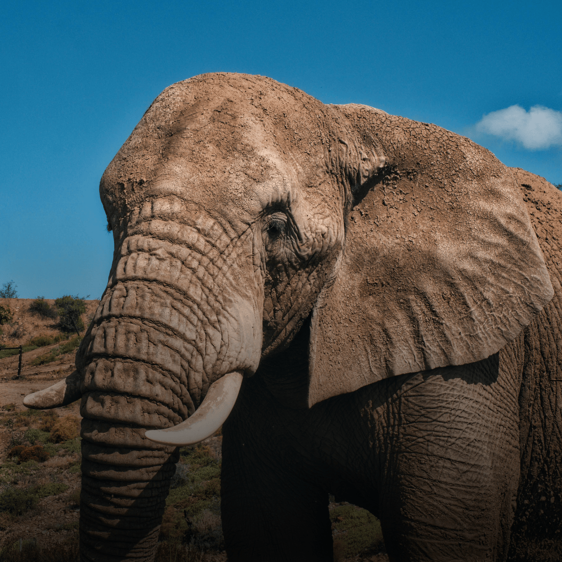 7-DAYS-TANZANIA-SAFARI.png