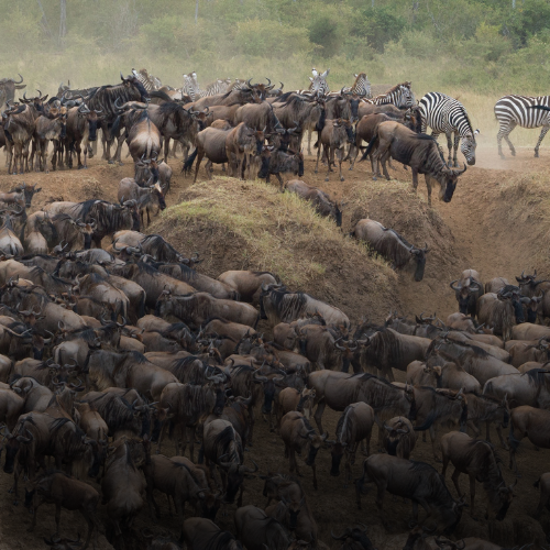 9 Days Wildebeest Migration