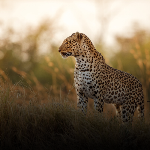 5 DAYS TANZANIA SAFARI