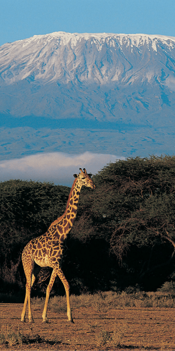 kilimanjaro s